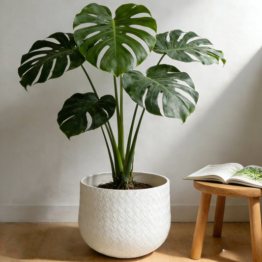 Assorted Sizes Magnesium Oxide Round Planter,21.65-14.17-8.66 Dia Set Of 3 Planter,Outdoor Indoor Plant Pot With Drainage Hole, White Color  With Weaving Pattern Planter For Home Garden Patio