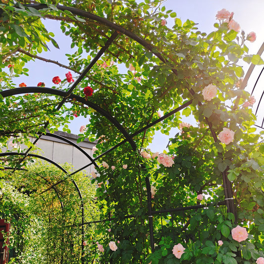 Metal Garden Arch With Gate 79.5  Wide X 86.6  High Climbing Plants Support Rose Arch Outdoor Black