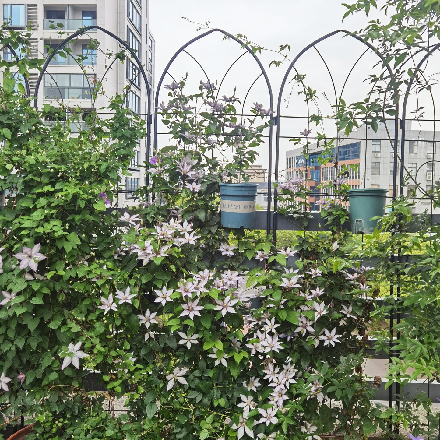 2 Pack Metal Garden Trellis 78.7  X 19.7  Rustproof Trellis For Climbing Plants Outdoor Flower Support Black