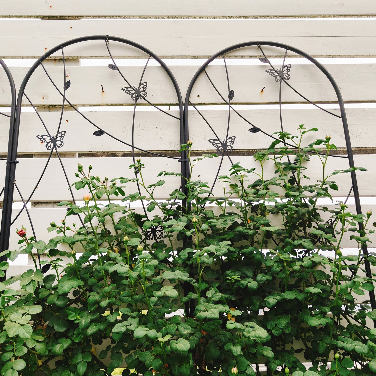 4 Pack Metal Garden Trellis 86.7  X 19.7  Rustproof Trellis For Climbing Plants Outdoor Flower Support Butterfly Deco Black