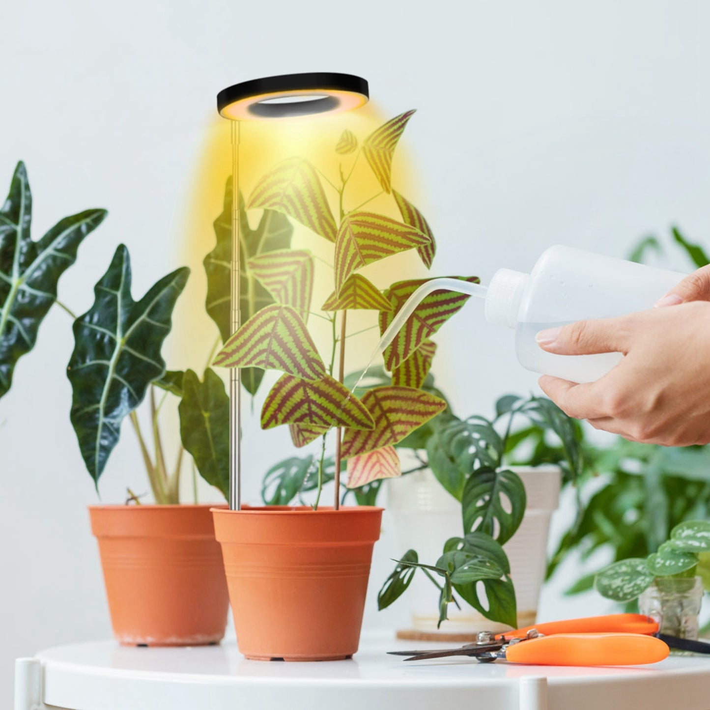1Pc Plant Grow Light LED Full Spectrum Circle Growing Lamp With 3-9-12Hours Auto Timer Setting 9 Dimmable Brightness Height Adjustable For Indoor Plants