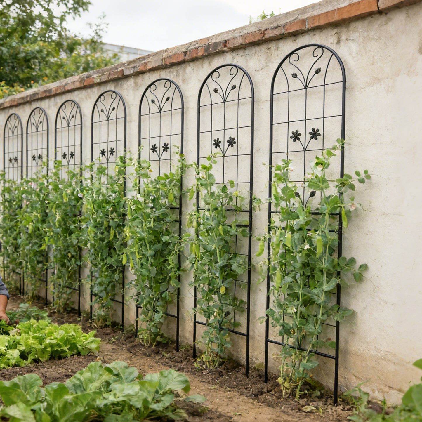 4 Pack Metal Garden Trellis 86.7  X 19.7  Rustproof Trellis For Climbing Plants Outdoor Flower Support Black