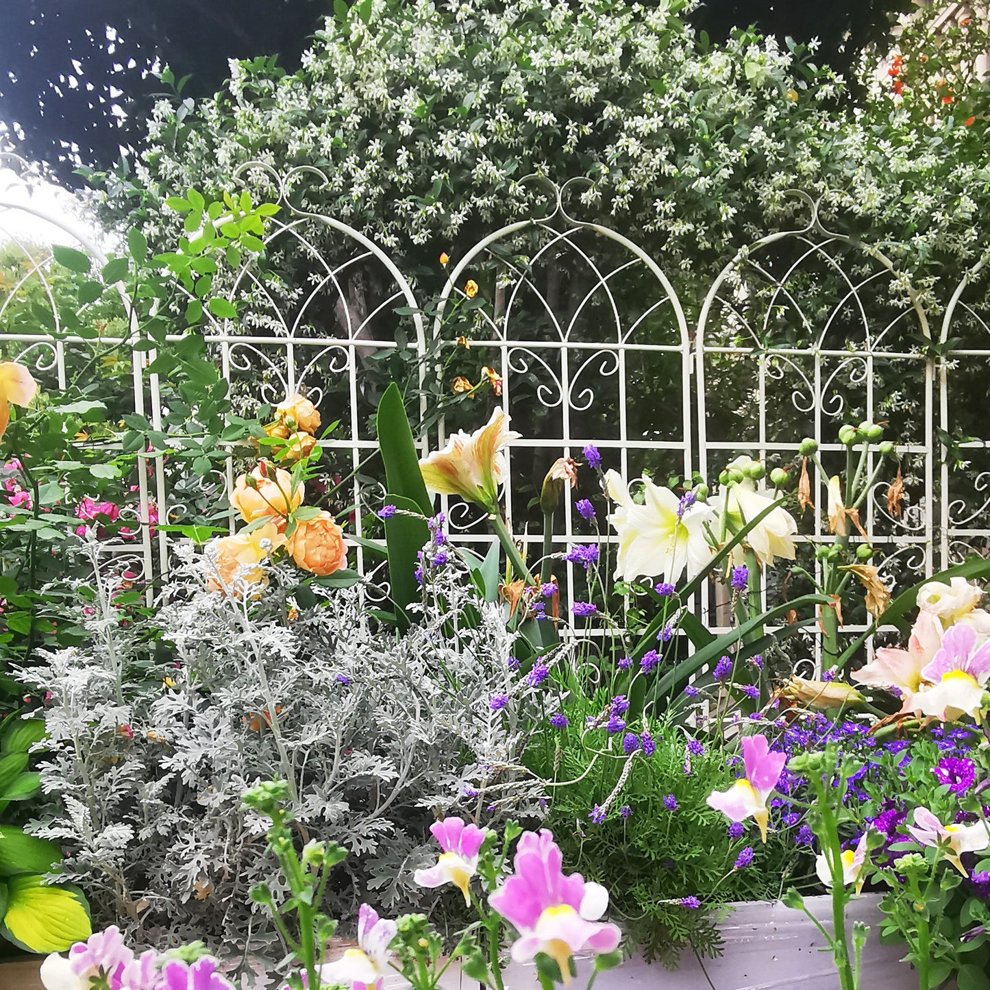 2 Pack Metal Garden Trellis 71  X 19.7  Rustproof Trellis For Climbing Plants Outdoor Flower Support Cream White